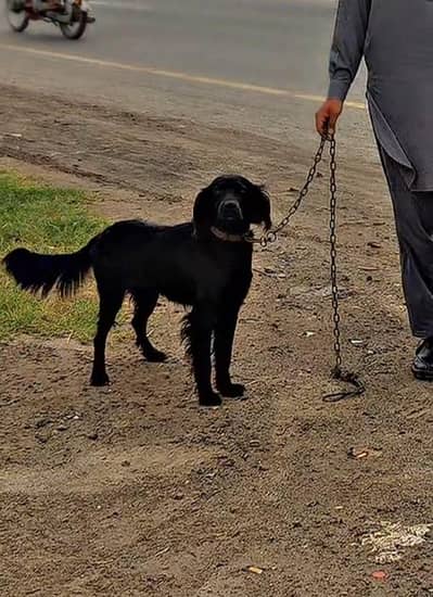 black retriever high quality dog