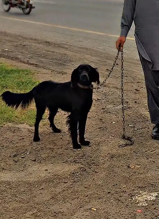 black retriever high quality dog