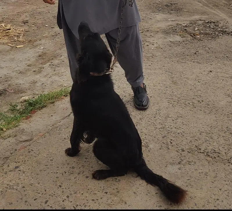 black retriever high quality dog — photo 2