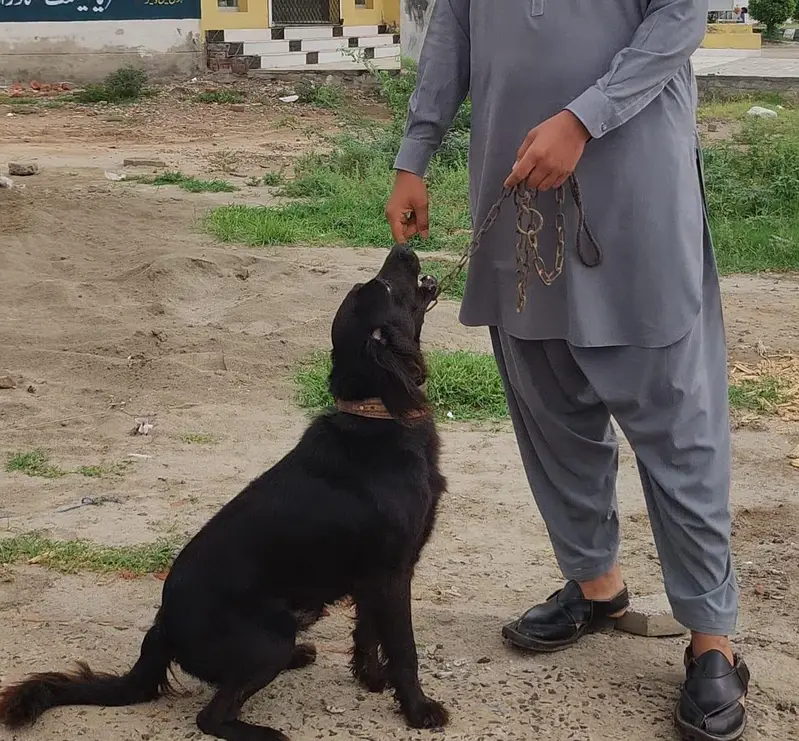 black retriever high quality dog — photo 3