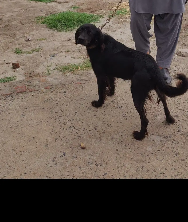 black retriever high quality dog — photo 4
