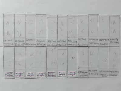 Microscope Slides