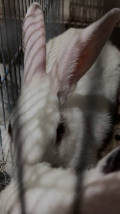 2 Rabbits