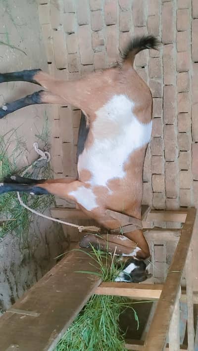 piuer dasi nagri phuth