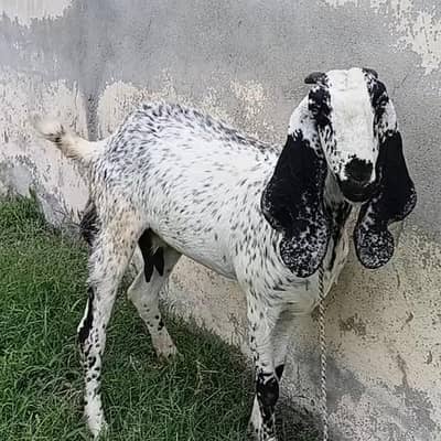 Ablack Betal Bakri for sale hai