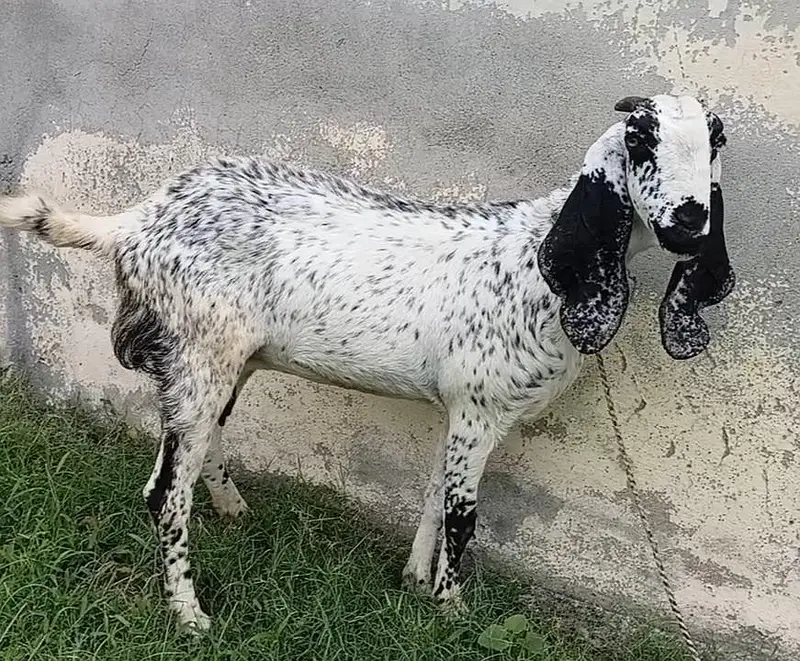 Ablack Betal Bakri for sale hai — photo 2