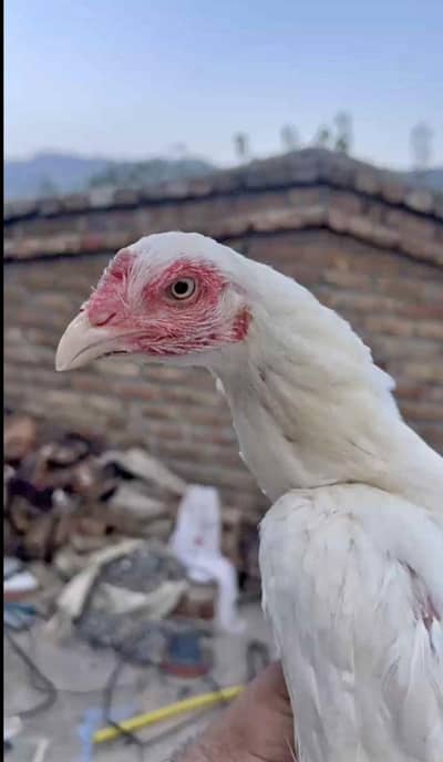 White Paper heighted Aseel female