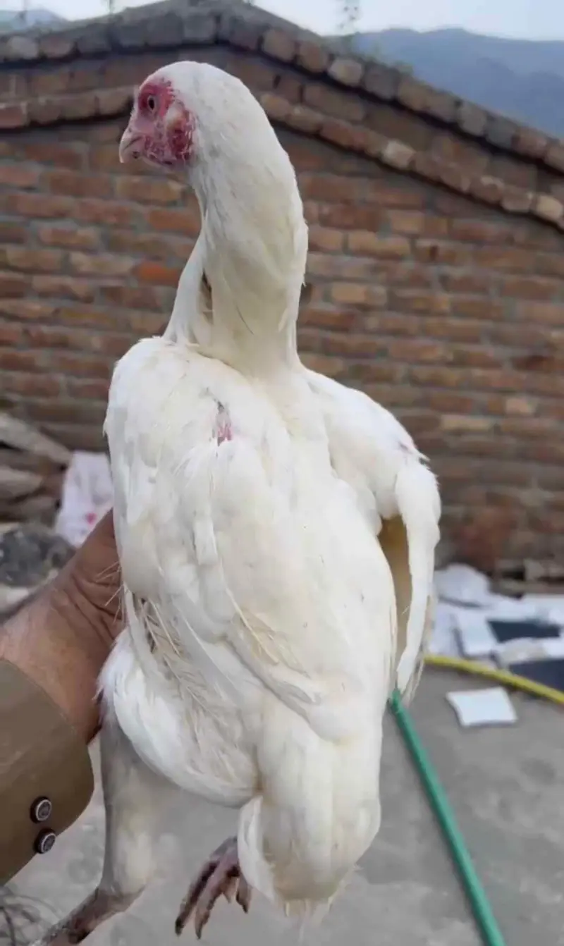 White Paper heighted Aseel female — photo 2