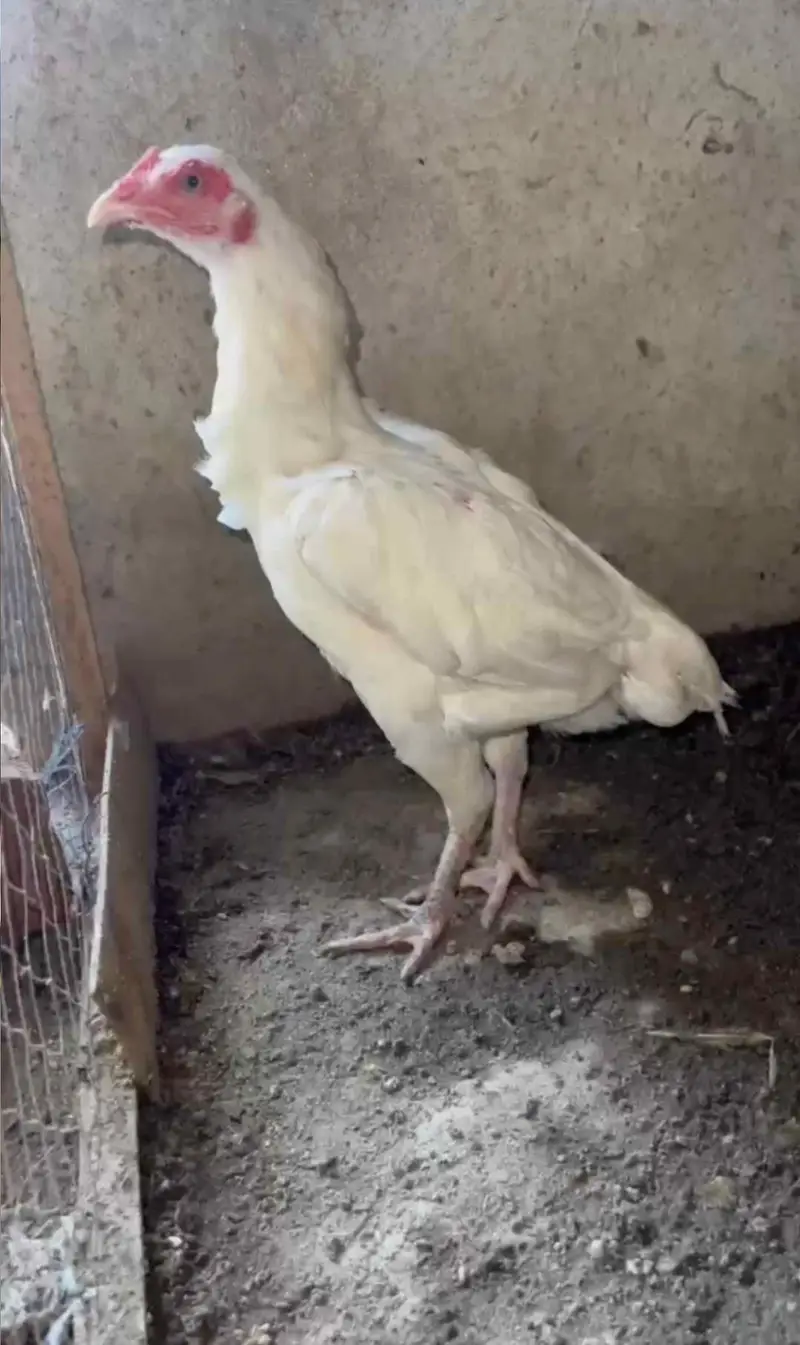 White Paper heighted Aseel female — photo 3