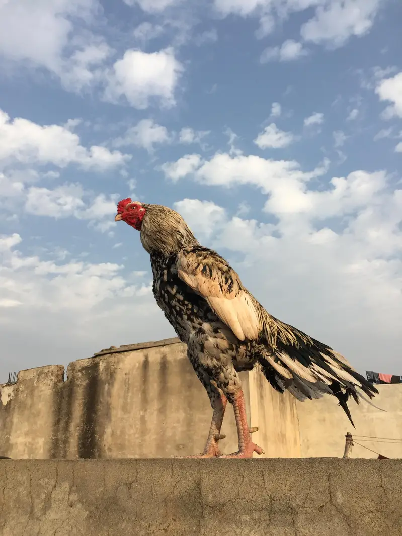 assal murga — photo 2