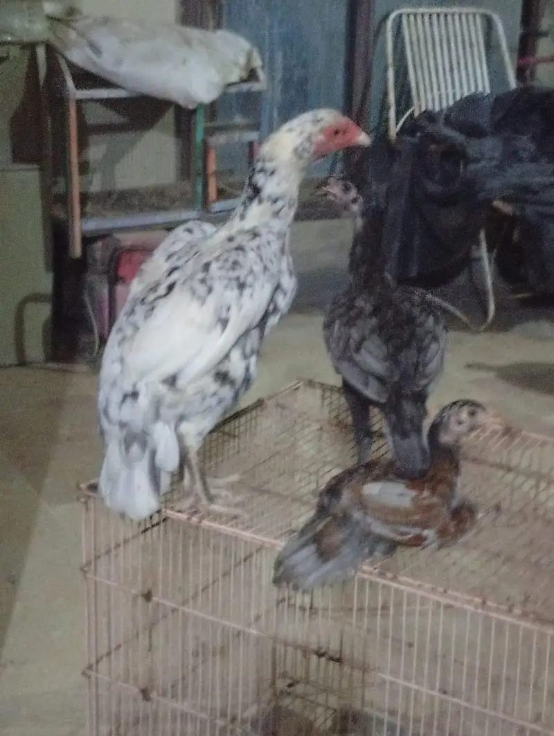 Aseel Mianwail naseel pure — photo 2