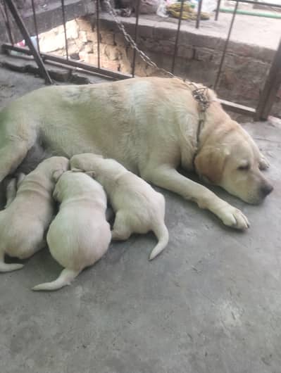 Labrador female for sale