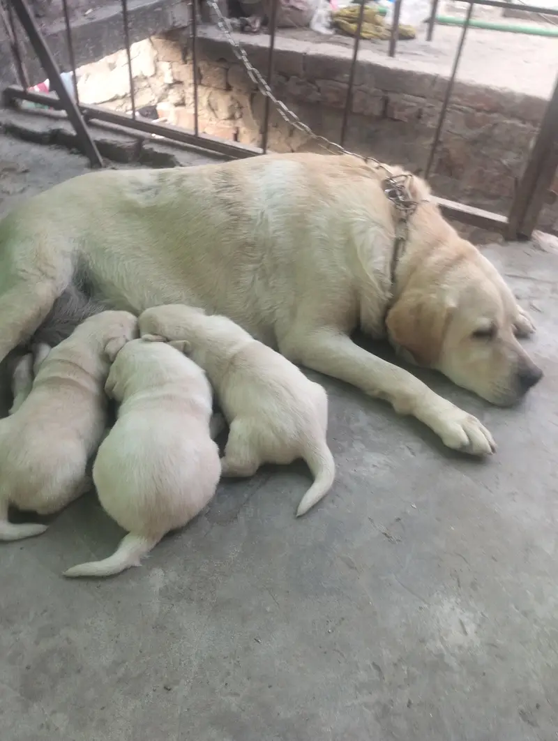 Labrador female for sale