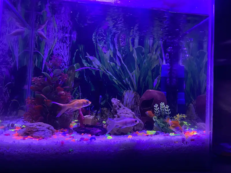 Fishes for sell also aquarium for sell all rate are in description