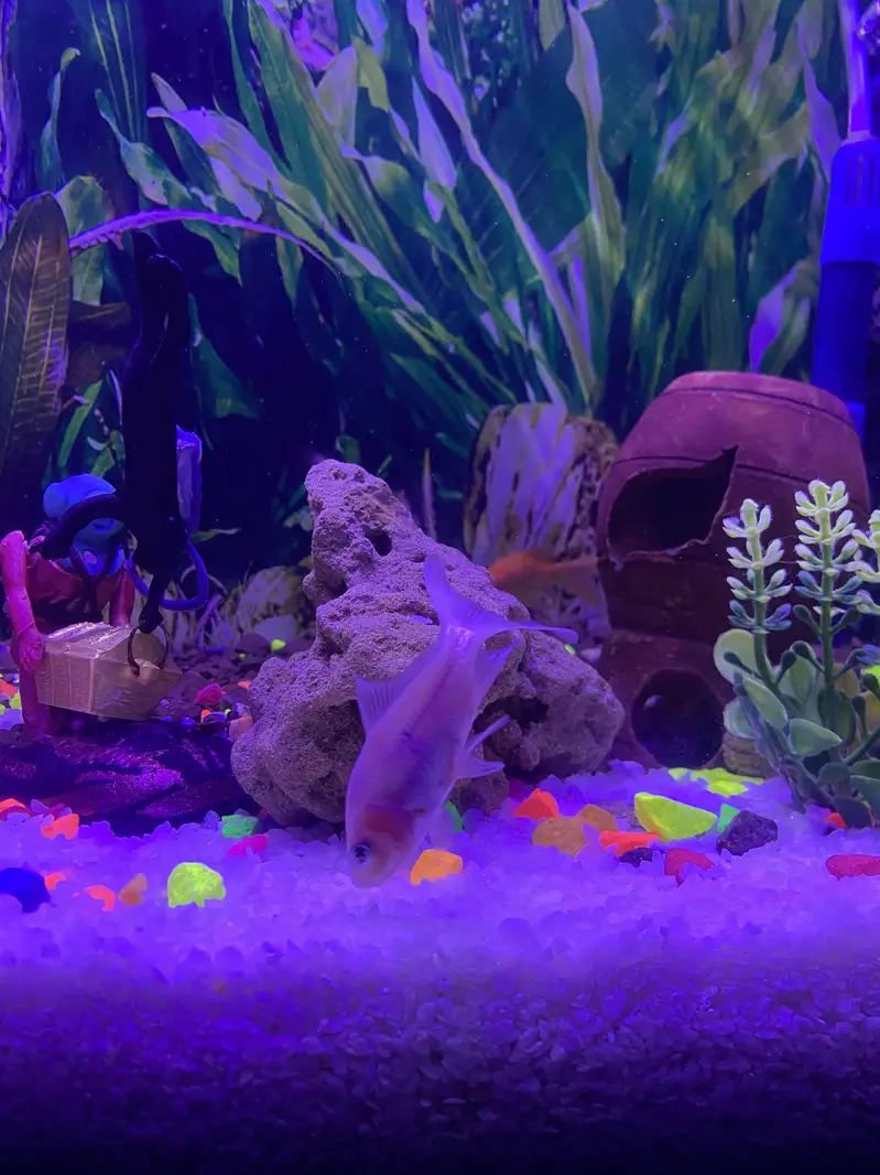 Fishes for sell also aquarium for sell all rate are in description — photo 2