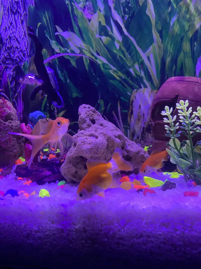 Fishes for sell also aquarium for sell all rate are in description — photo 3