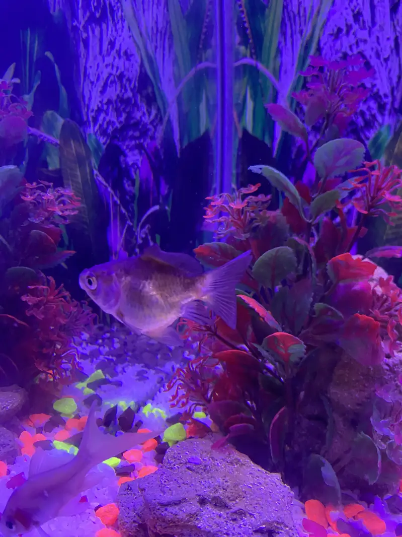 Fishes for sell also aquarium for sell all rate are in description — photo 4