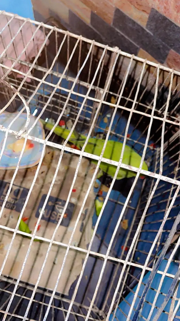 beautiful parrot  — photo 2