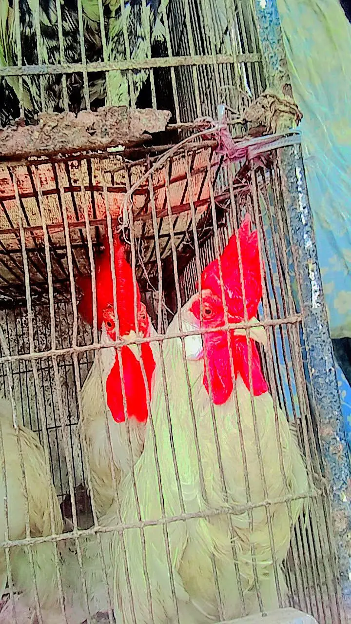 3 murgay