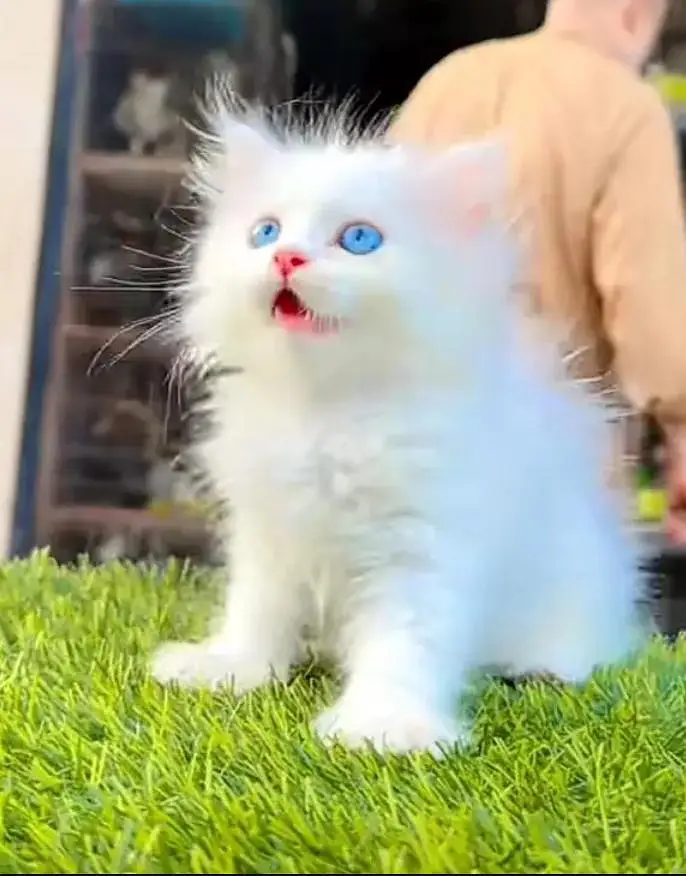 Persian Female kitten for sale 034651358//53 — photo 2