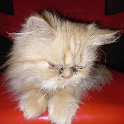 persian  cat for sale