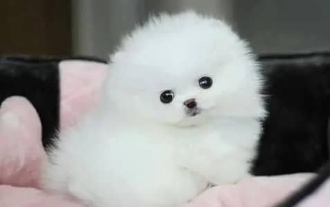 Pomeranian puppies  Whatsapp no 03071462214