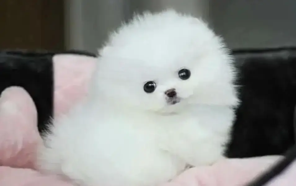 Pomeranian puppies  Whatsapp no 03071462214
