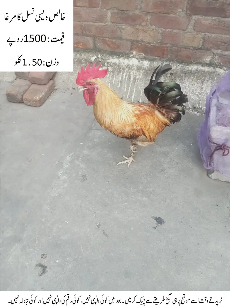 Pure Desi Cock (Rooster) (Desi Murgha) خالص دیسی نسل کا مرغا — photo 2