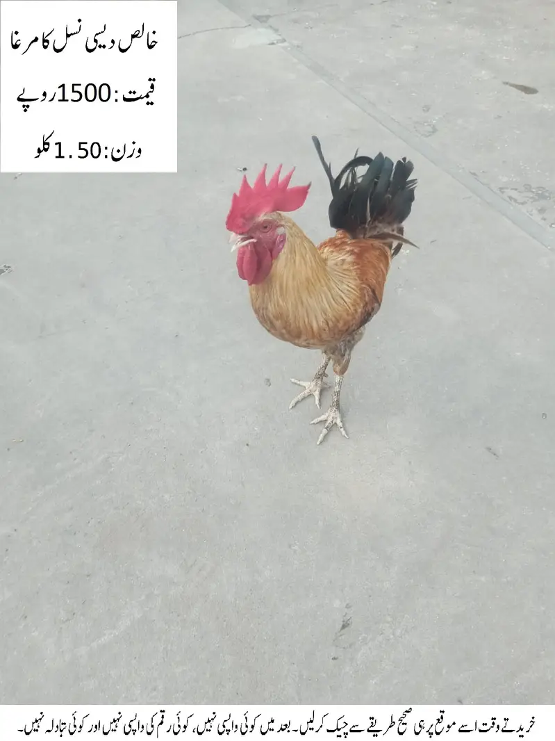 Pure Desi Cock (Rooster) (Desi Murgha) خالص دیسی نسل کا مرغا — photo 3