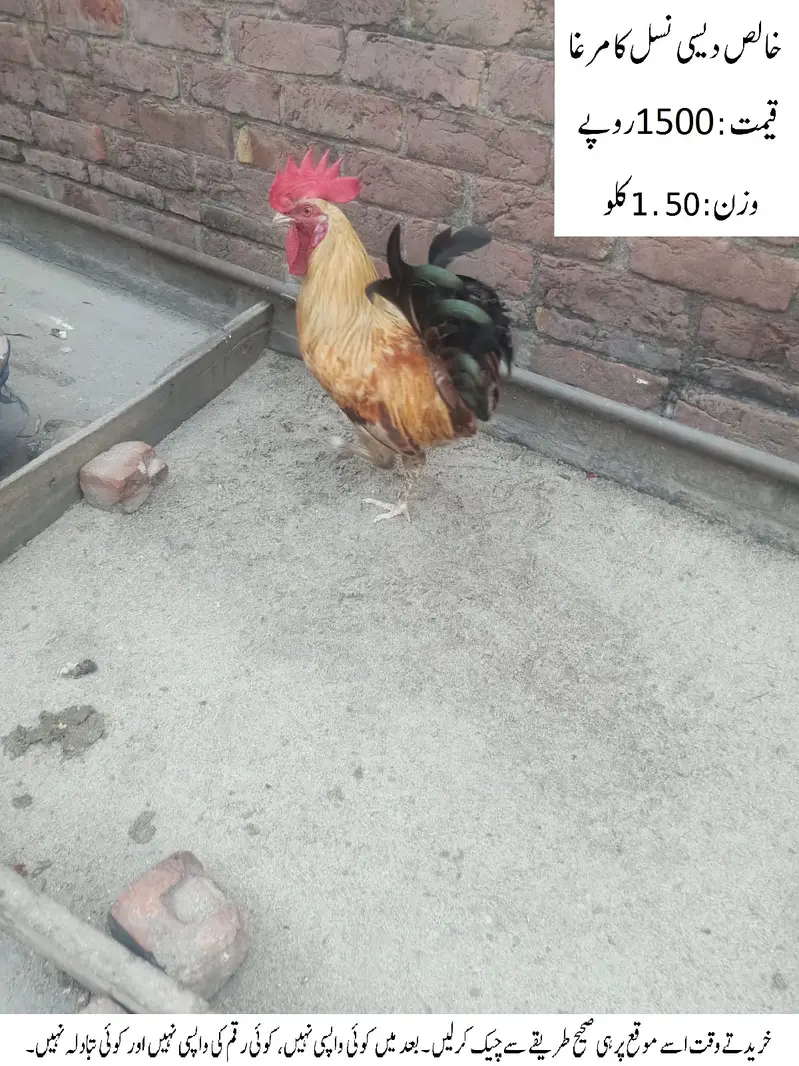 Pure Desi Cock (Rooster) (Desi Murgha) خالص دیسی نسل کا مرغا — photo 4