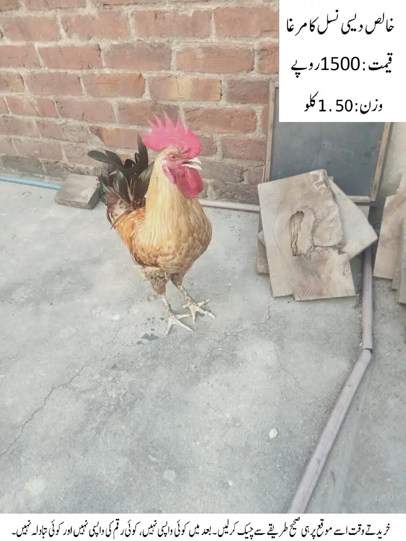 Pure Desi Cock (Rooster) (Desi Murgha) خالص دیسی نسل کا مرغا — photo 5