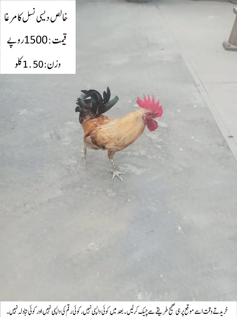 Pure Desi Cock (Rooster) (Desi Murgha) خالص دیسی نسل کا مرغا — photo 6