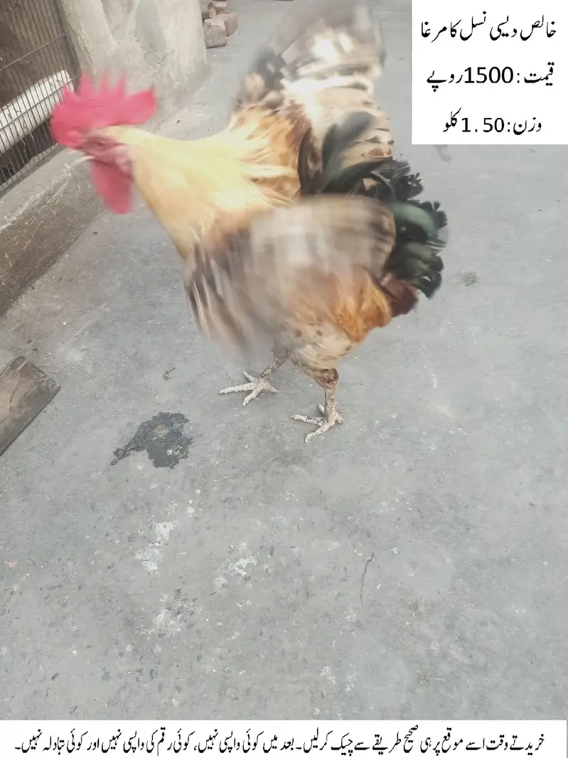 Pure Desi Cock (Rooster) (Desi Murgha) خالص دیسی نسل کا مرغا — photo 7