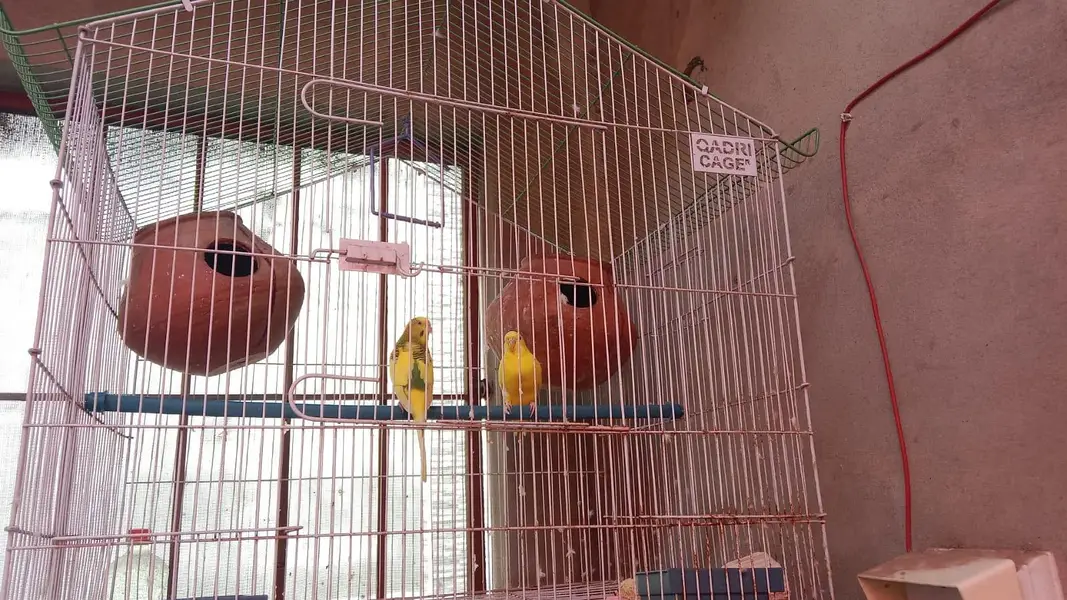Love Birds — photo 2