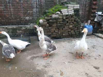Big Duck long neck