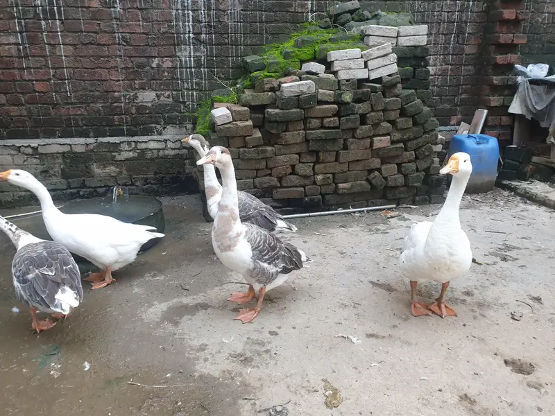 Big Duck long neck