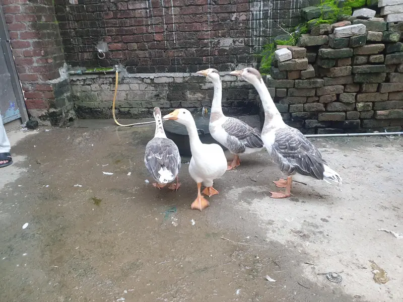 Big Duck long neck — photo 2