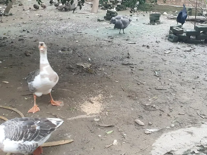 Big Duck long neck — photo 3