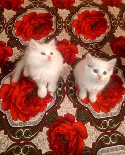 Persian Female kitten for sale 034651358//53