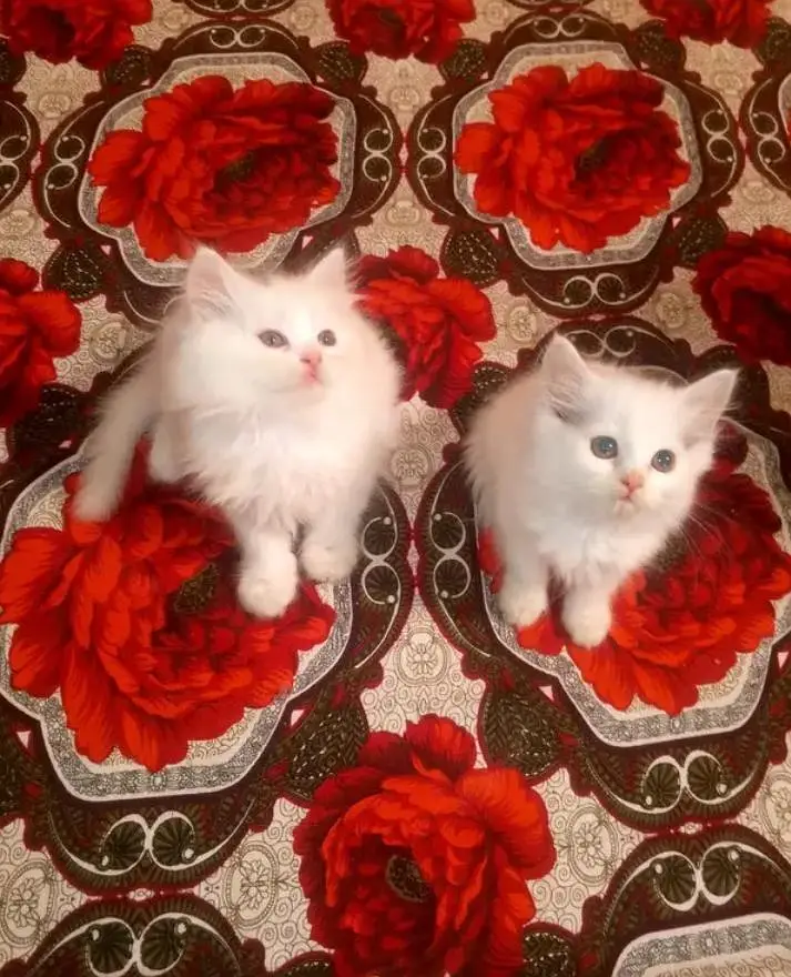 Persian Female kitten for sale 034651358//53