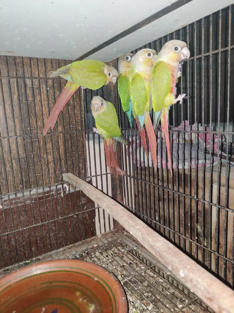 pineapple Conure Non DNA — photo 2
