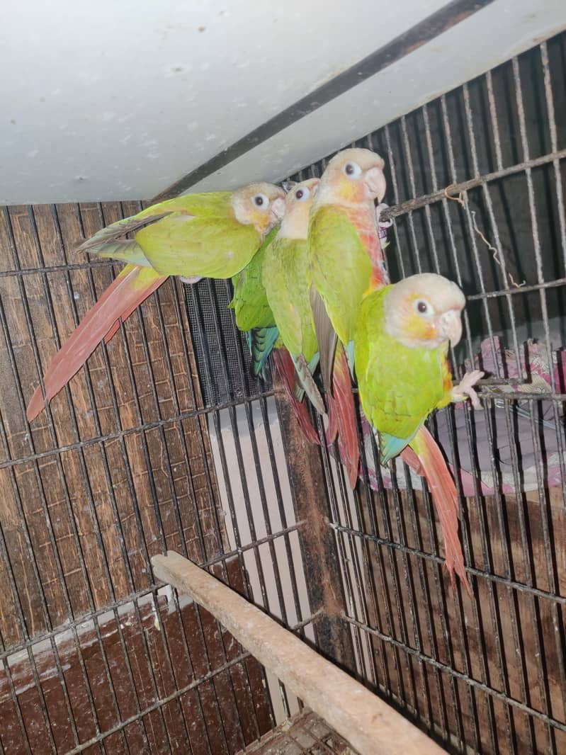 pineapple Conure Non DNA 2