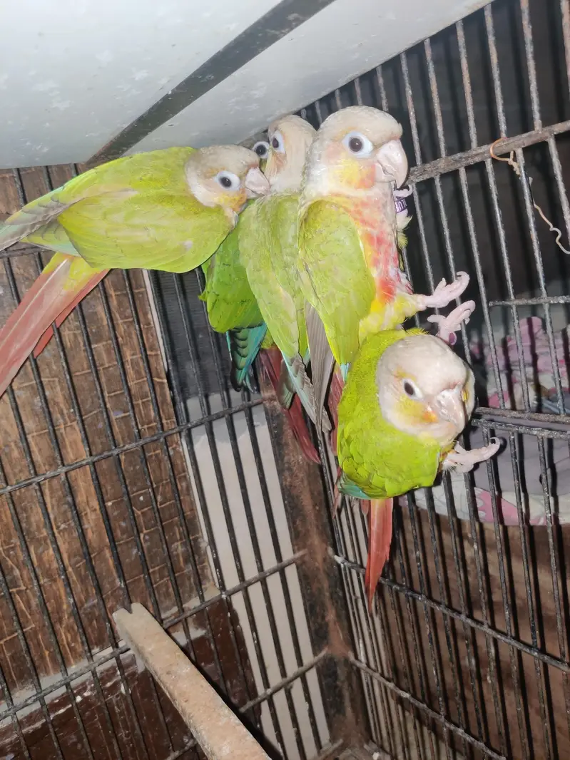 pineapple Conure Non DNA — photo 4