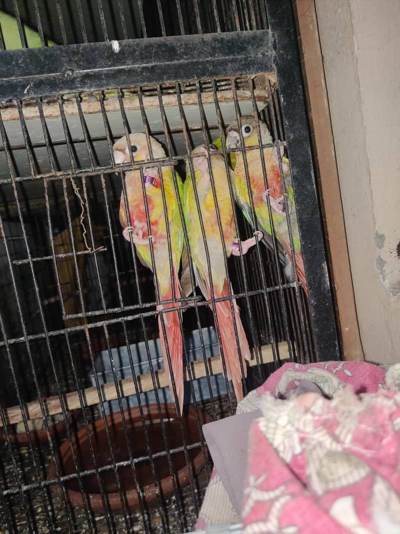 pineapple Conure Non DNA 4