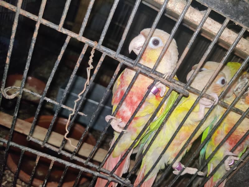 pineapple Conure Non DNA 5