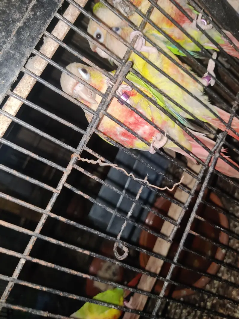 pineapple Conure Non DNA — photo 7