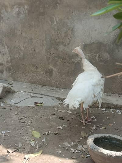 peacock white