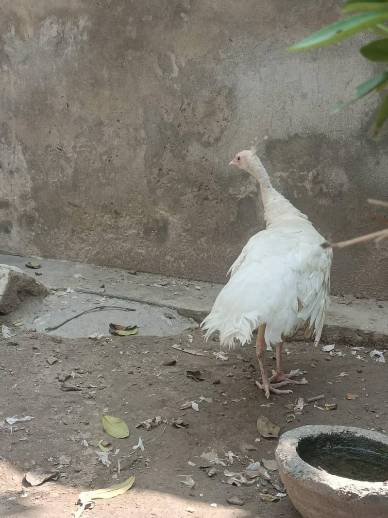 peacock white 0