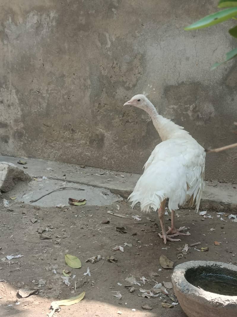 peacock white 1