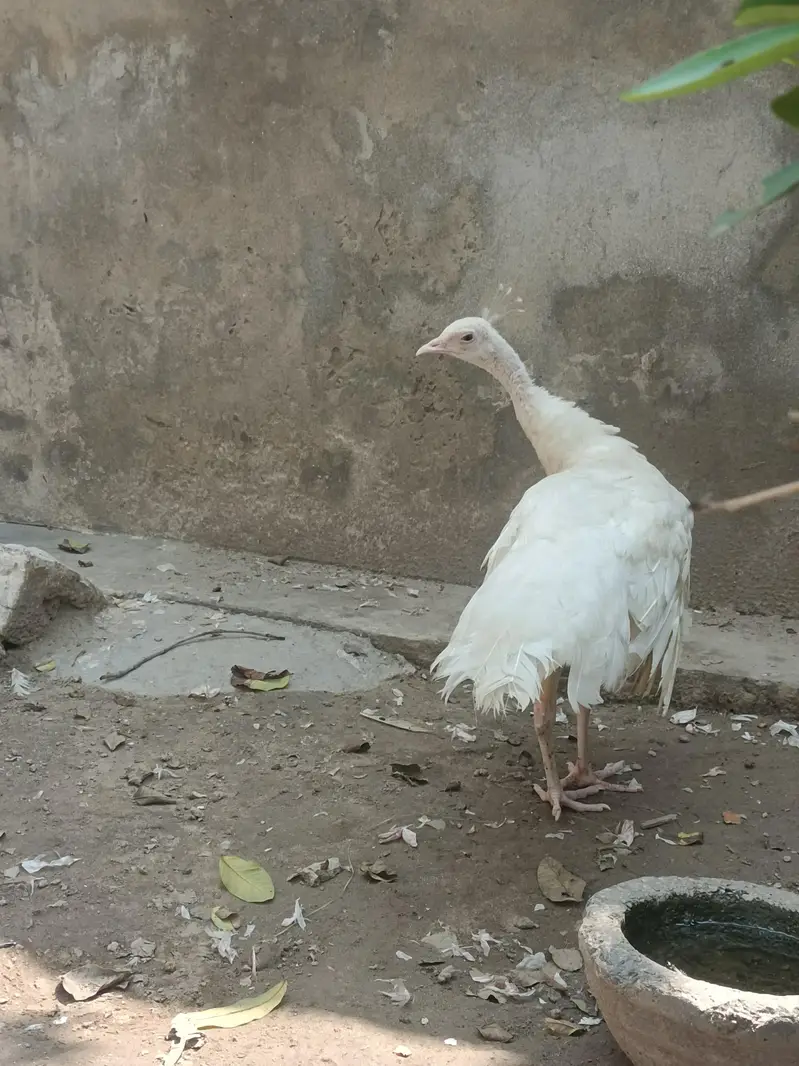 peacock white — photo 2